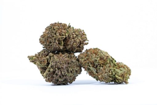 dailymarijuana_image_BLACK DOMINA cannabis strain buy online canada