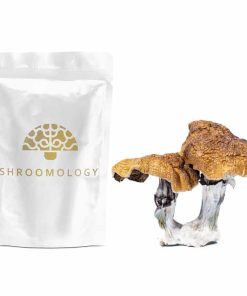 dailymarijuana_image_shroomology driedshrooms