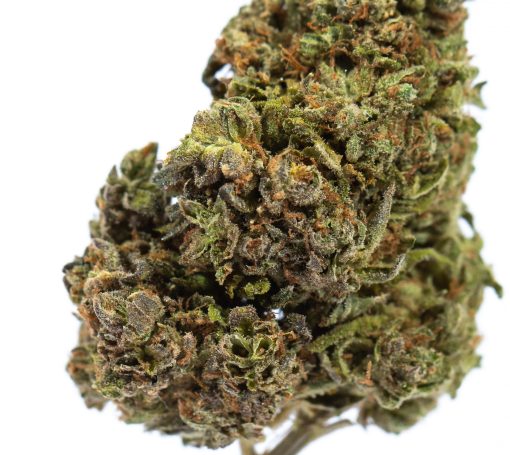 dailymarijuana_image_BIG BUD cannabis strain buy online canada