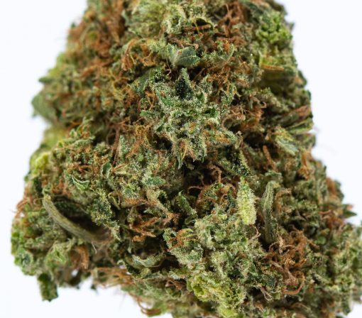 dailymarijuana_image_PINK STAR marijuana strain buy online canada