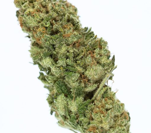 dailymarijuana_image_Papaya cannabis strain buy online canada