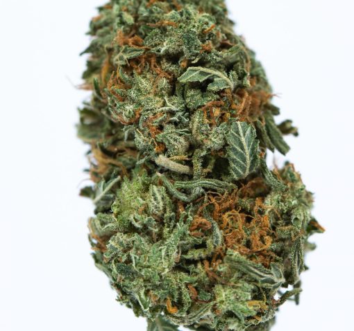 dailymarijuana_image_RECON-marijuana-strain-Buy-Online-Canada