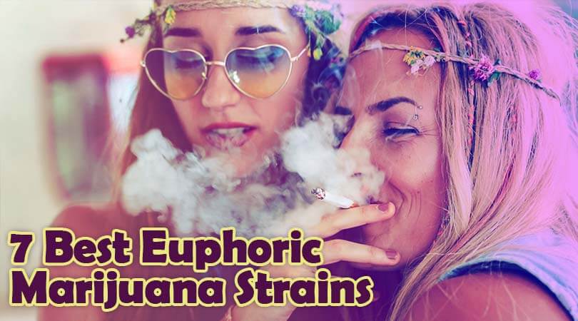 dailymarijuana_image_7 Best Euphoric Marijuana Strains