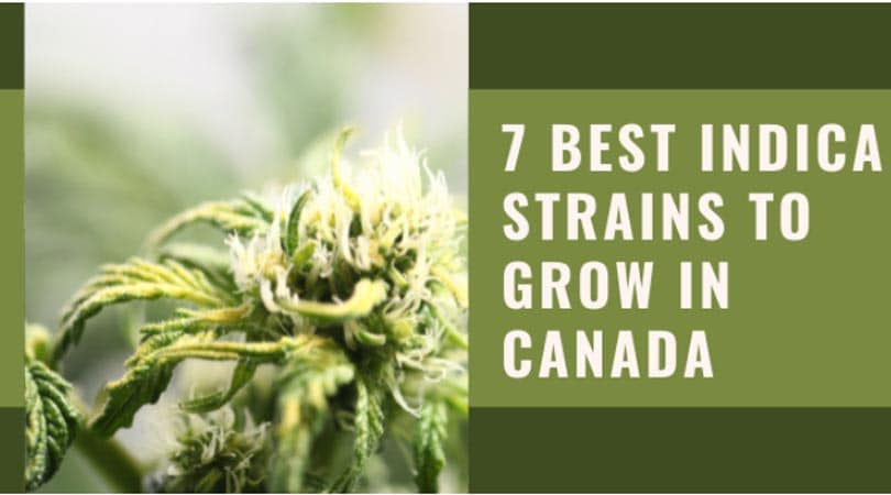 dailymarijuana_image_7 Best Indica Strains to Grow In Canada