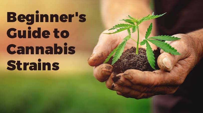 dailymarijuana_image_Beginner's Guide to Cannabis Strains