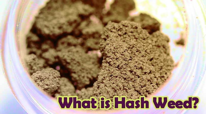 dailymarijuana_image_What Is Hash Weed?