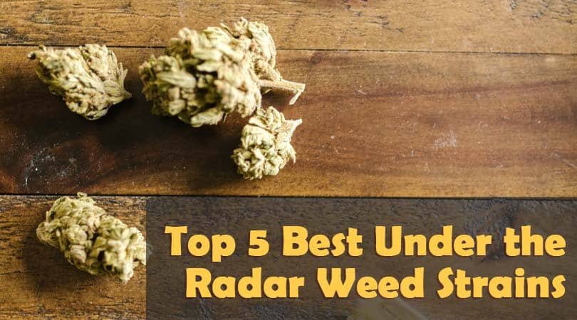 dailymarijuana_image_Top 5 Best Under the Radar Weed Strains